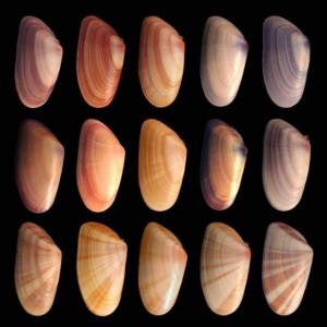 Variation of individuals of the same species of mussel.